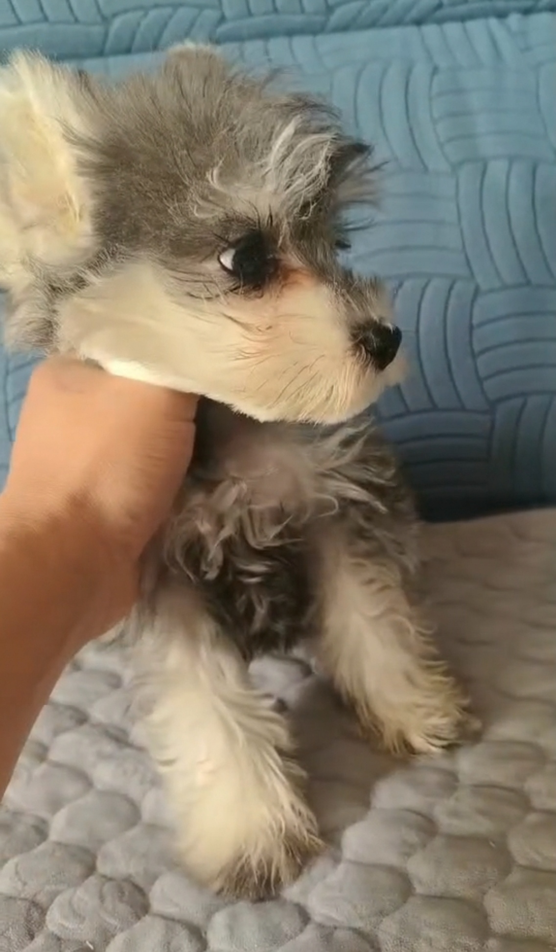 小老头雪纳瑞，聪明粘人护主，体型灵活，好养不掉毛，看家小能手